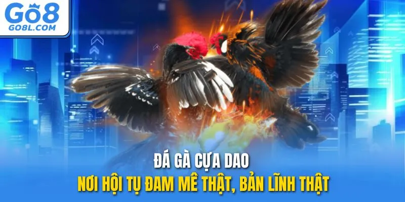đá gà cựa dao